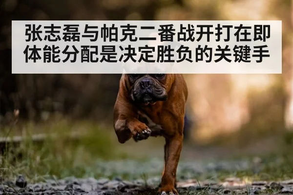 boxer running